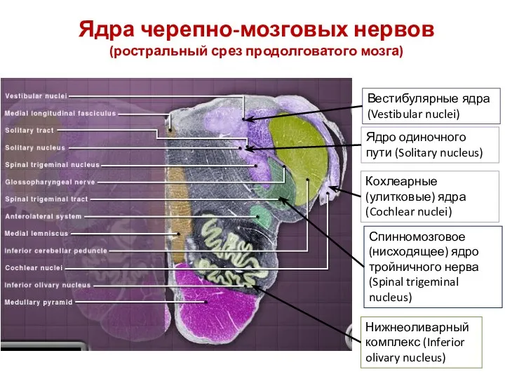 Ядра черепно-мозговых нервов (ростральный срез продолговатого мозга) Вестибулярные ядра (Vestibular