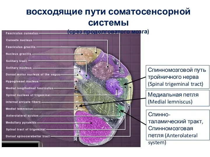 восходящие пути соматосенсорной системы (срез продолговатого мозга) Медиальная петля (Medial