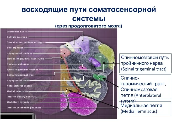 восходящие пути соматосенсорной системы (срез продолговатого мозга) Медиальная петля (Medial
