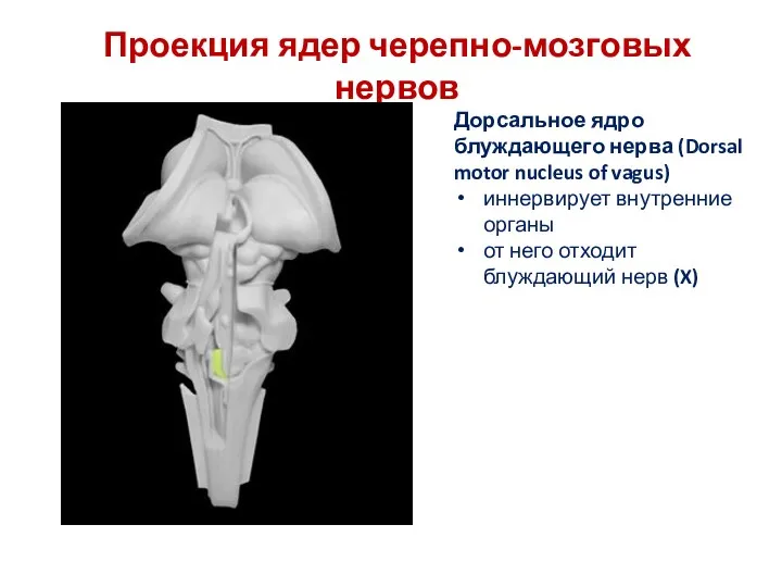 Проекция ядер черепно-мозговых нервов Дорсальное ядро блуждающего нерва (Dorsal motor