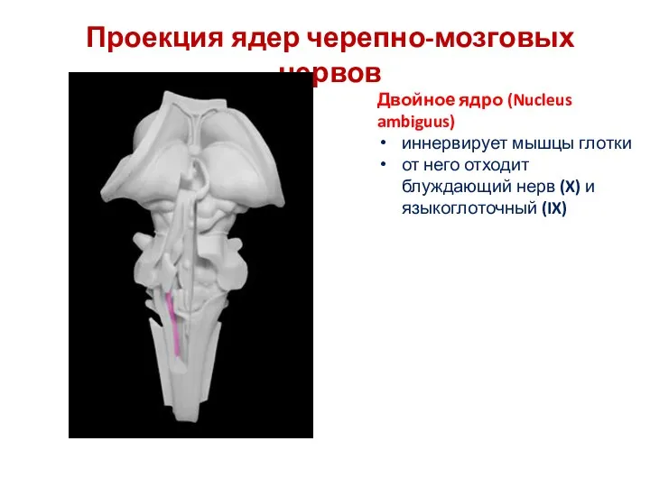 Проекция ядер черепно-мозговых нервов Двойное ядро (Nucleus ambiguus) иннервирует мышцы