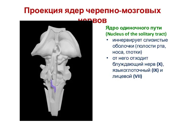 Проекция ядер черепно-мозговых нервов Ядро одиночного пути (Nucleus of the