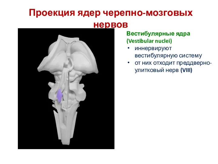 Проекция ядер черепно-мозговых нервов Вестибулярные ядра (Vestibular nuclei) иннервируют вестибулярную