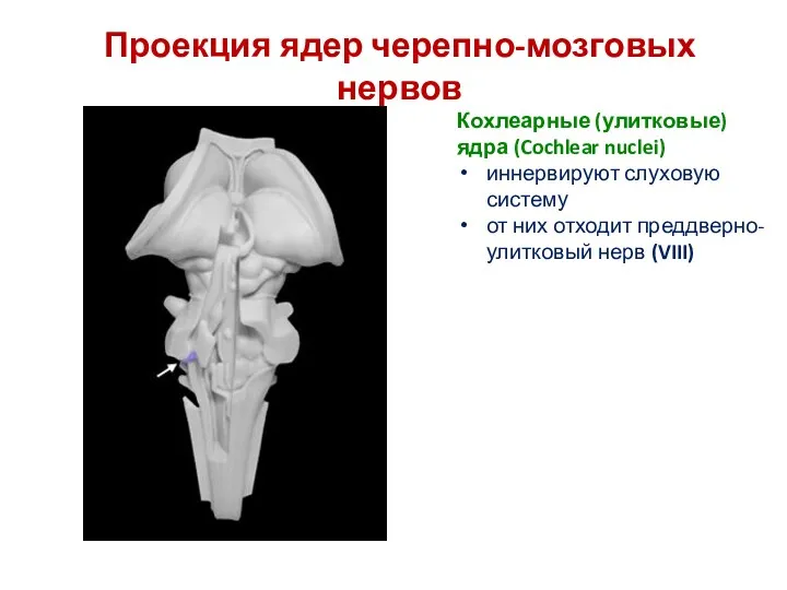 Проекция ядер черепно-мозговых нервов Кохлеарные (улитковые) ядра (Cochlear nuclei) иннервируют