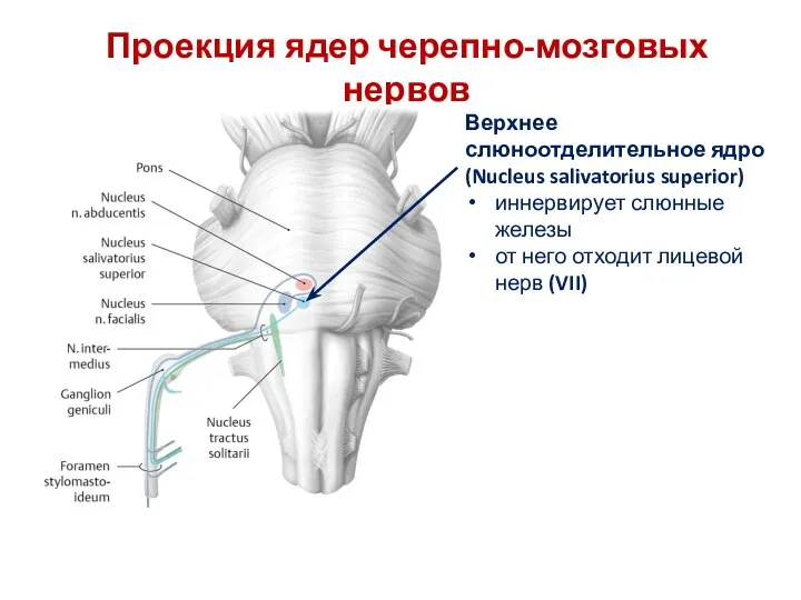 Проекция ядер черепно-мозговых нервов Верхнее слюноотделительное ядро (Nucleus salivatorius superior)