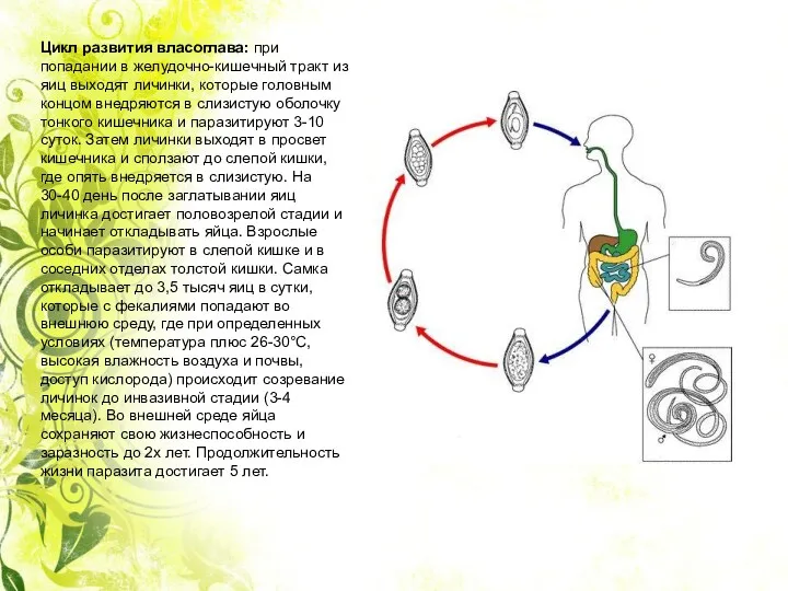 Цикл развития власоглава: при попадании в желудочно-кишечный тракт из яиц