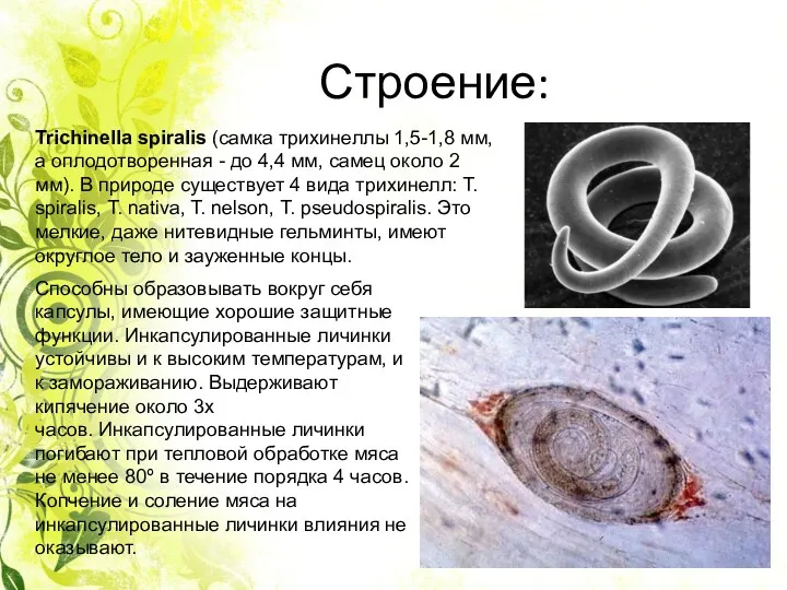 Строение: Trichinella spiralis (самка трихинеллы 1,5-1,8 мм, а оплодотворенная -