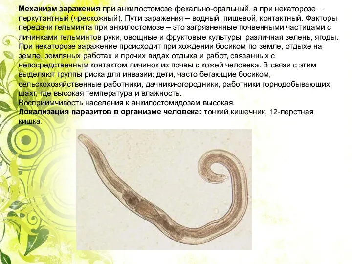 Механизм заражения при анкилостомозе фекально-оральный, а при некаторозе – перкутантный