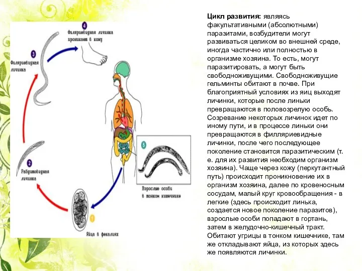 Цикл развития: являясь факультативными (абсолютными) паразитами, возбудители могут развиваться целиком