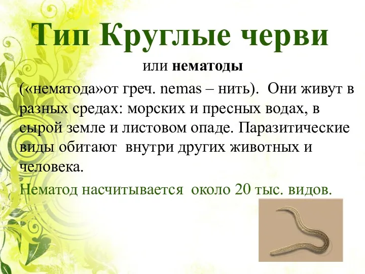 Тип Круглые черви или нематоды («нематода»от греч. nemas – нить).