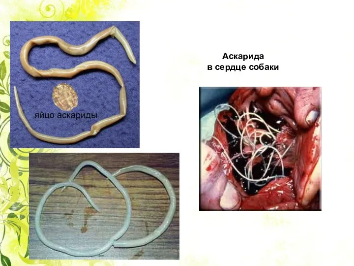 Аскарида в сердце собаки