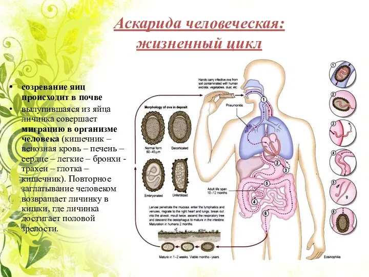 Аскарида человеческая: жизненный цикл созревание яиц происходит в почве вылупившаяся