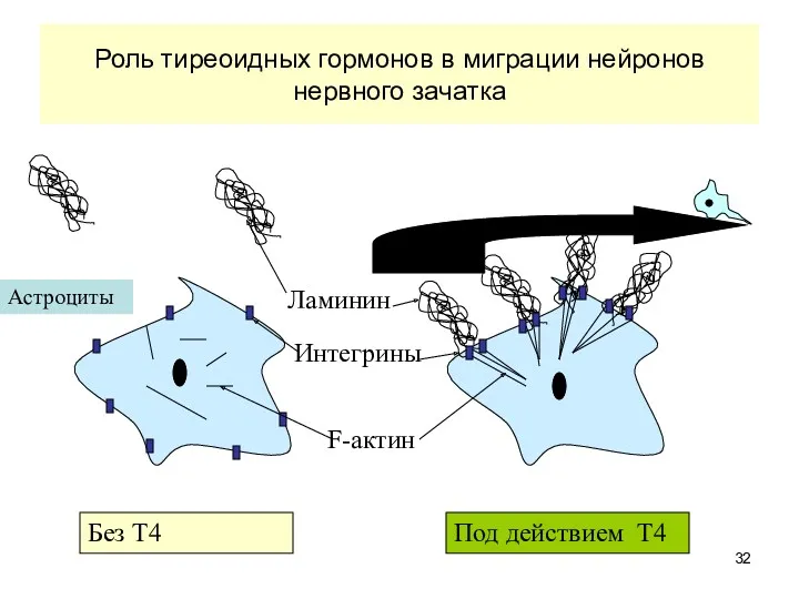 Роль тиреоидных гормонов в миграции нейронов нервного зачатка Ламинин Интегрины F-актин Без Т4