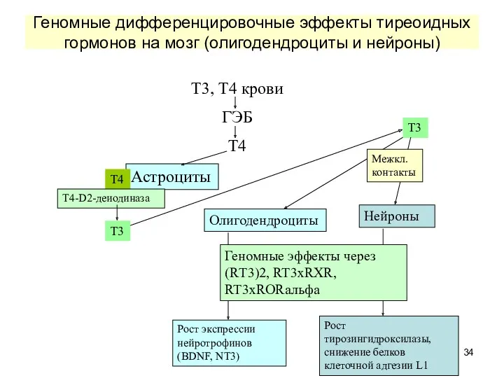 Геномные дифференцировочные эффекты тиреоидных гормонов на мозг (олигодендроциты и нейроны) Т3, Т4 крови