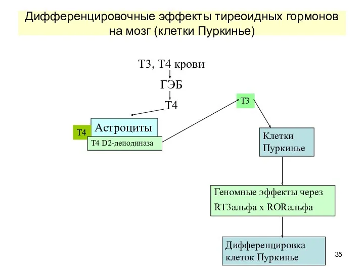 Дифференцировочные эффекты тиреоидных гормонов на мозг (клетки Пуркинье) Т3, Т4 крови ГЭБ Т4