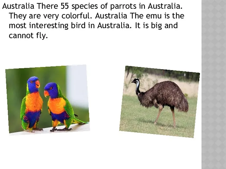 Australia There 55 species of parrots in Australia. They are