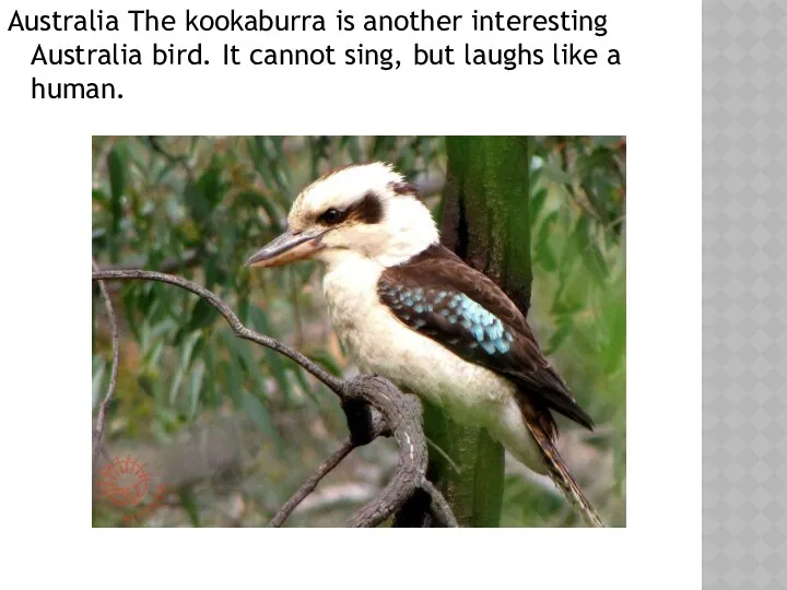 Australia The kookaburra is another interesting Australia bird. It cannot sing, but laughs like a human.