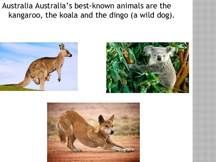 Australia Australia’s best-known animals are the kangaroo, the koala and the dingo (a wild dog).