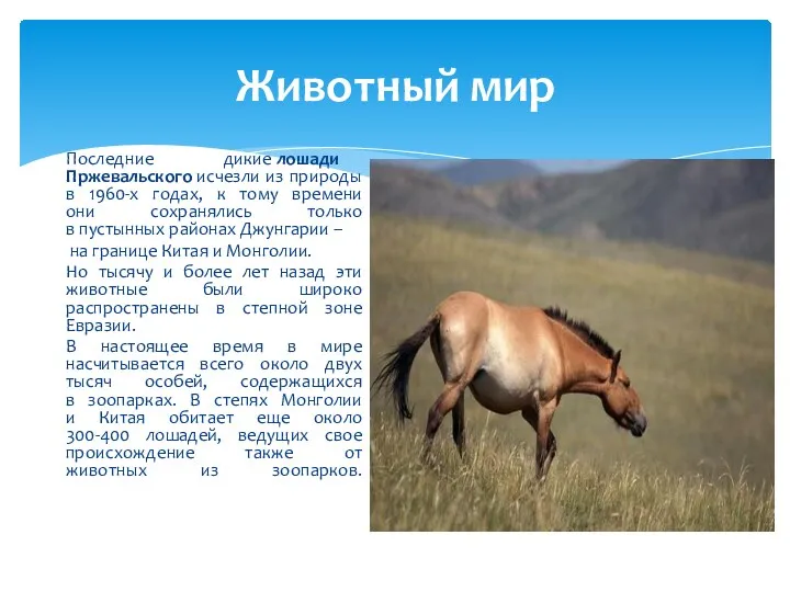 Животный мир Последние дикие лошади Пржевальского исчезли из природы в 1960-х годах, к