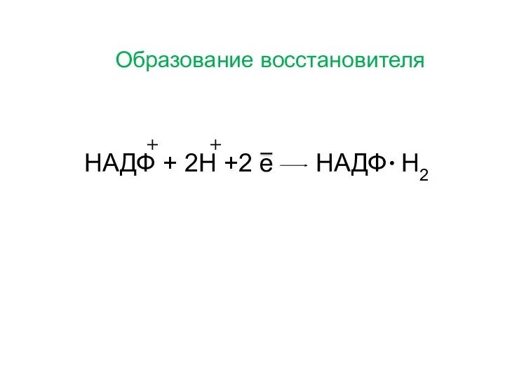 НАДФ + 2Н +2 е НАДФ Н2 Образование восстановителя .