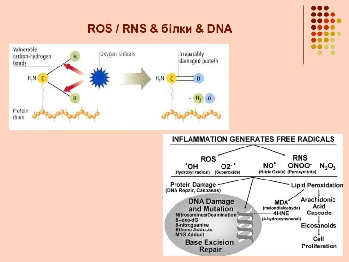 ROS / RNS & білки & DNA