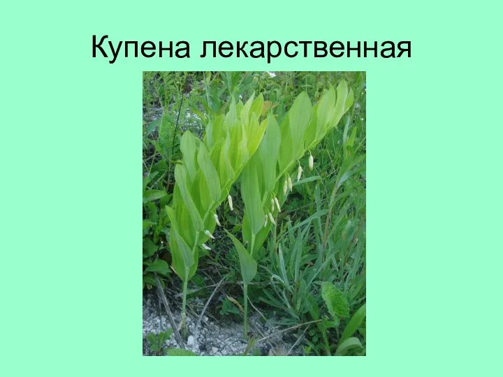 Купена лекарственная