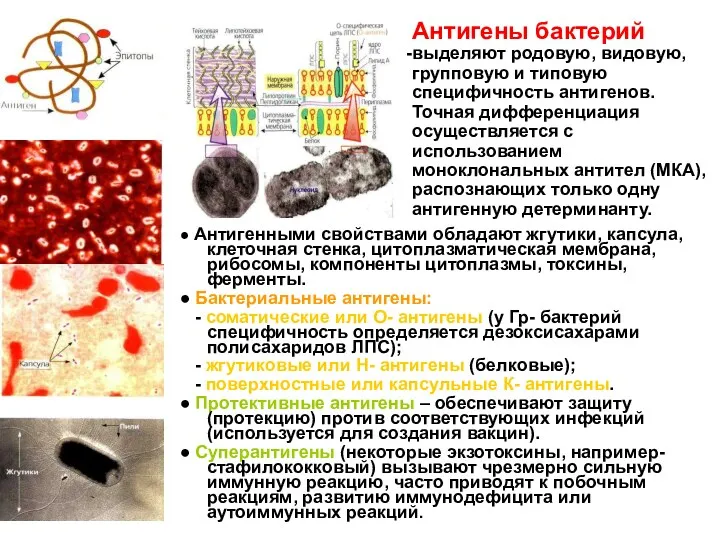 ● Антигенными свойствами обладают жгутики, капсула, клеточная стенка, цитоплазматическая мембрана,