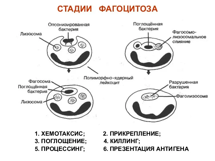 СТАДИИ ФАГОЦИТОЗА 1. ХЕМОТАКСИС; 2. ПРИКРЕПЛЕНИЕ; 3. ПОГЛОЩЕНИЕ; 4. КИЛЛИНГ; 5. ПРОЦЕССИНГ; 6. ПРЕЗЕНТАЦИЯ АНТИГЕНА