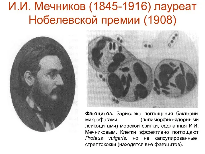 И.И. Мечников (1845-1916) лауреат Нобелевской премии (1908) Фагоцитоз. Зарисовка поглощения