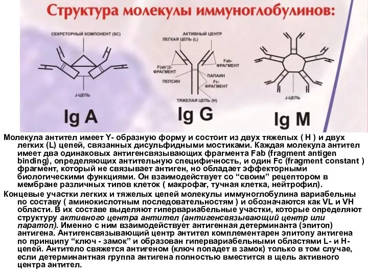 Молекула антител имеет Y- образную форму и состоит из двух