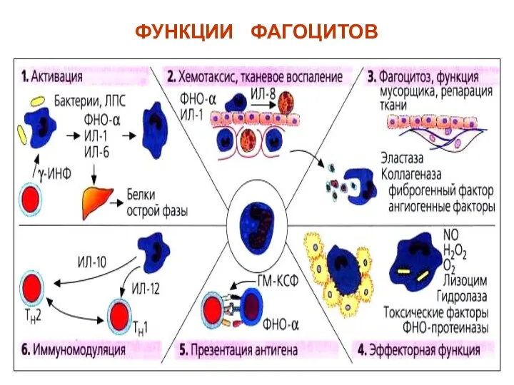 ФУНКЦИИ ФАГОЦИТОВ