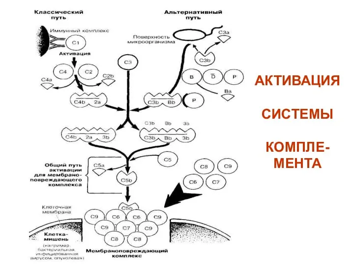 АКТИВАЦИЯ СИСТЕМЫ КОМПЛЕ-МЕНТА