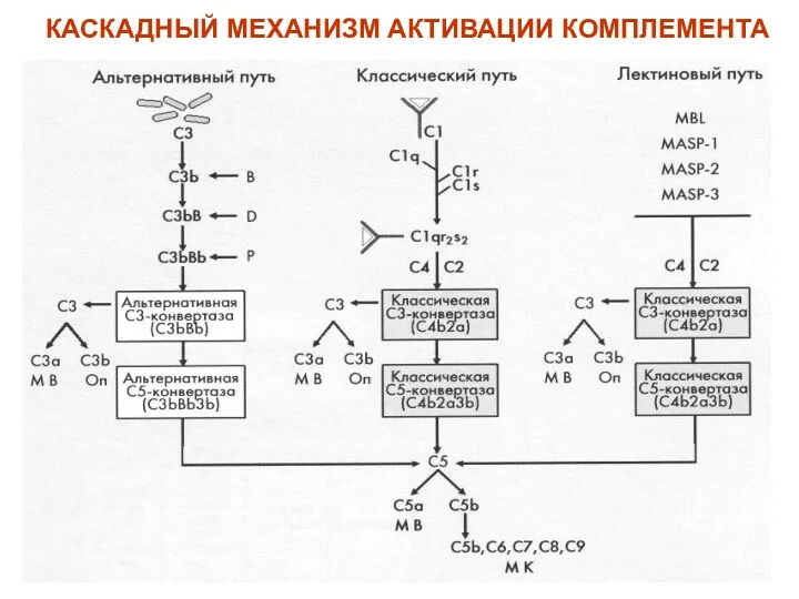 КАСКАДНЫЙ МЕХАНИЗМ АКТИВАЦИИ КОМПЛЕМЕНТА