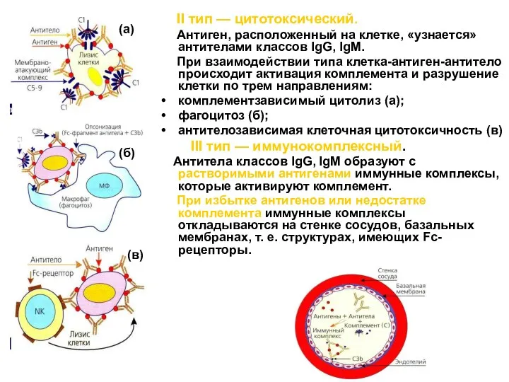 II тип — цитотоксический. Антиген, расположенный на клетке, «узнается» антителами