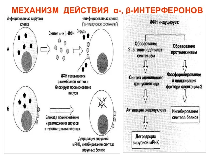 МЕХАНИЗМ ДЕЙСТВИЯ α-, β-ИНТЕРФЕРОНОВ