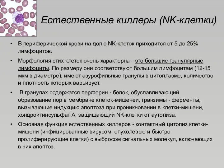 Естественные киллеры (NK-клетки) В периферической крови на долю NK-клеток приходится