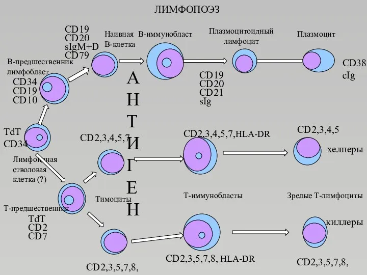 ЛИМФОПОЭЗ Лимфоидная стволовая клетка (?) TdT CD34 В-предшественник лимфобласт CD34