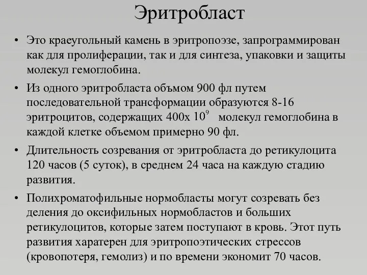 Эритробласт Это краеугольный камень в эритропоэзе, запрограммирован как для пролиферации,