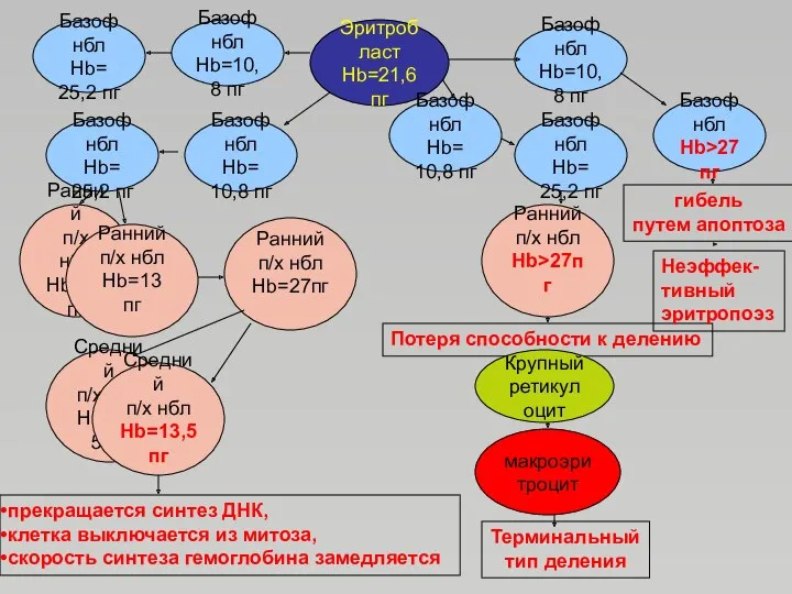 Эритробласт Hb=21,6 пг Базоф нбл Hb= 10,8 пг Базоф нбл