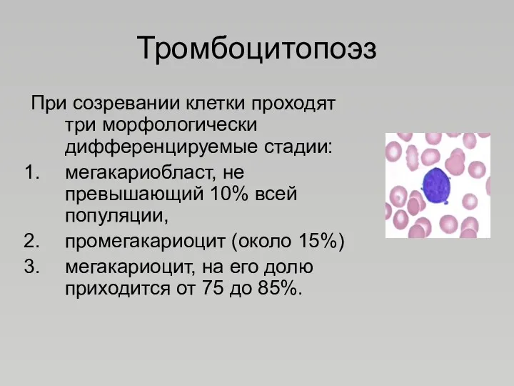 Тромбоцитопоэз При созревании клетки проходят три морфологически дифференцируемые стадии: мегакариобласт,