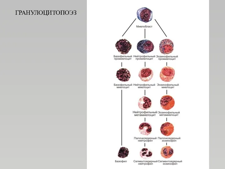 ГРАНУЛОЦИТОПОЭЗ