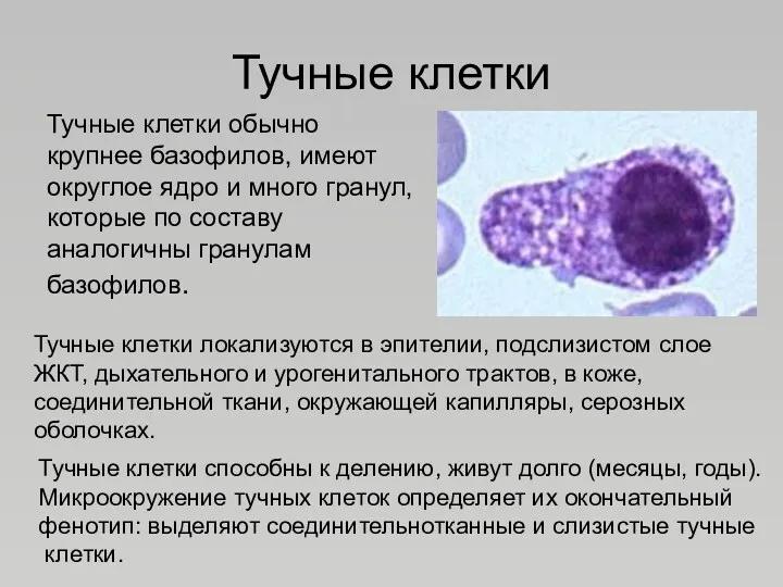 Тучные клетки Тучные клетки обычно крупнее базофилов, имеют округлое ядро