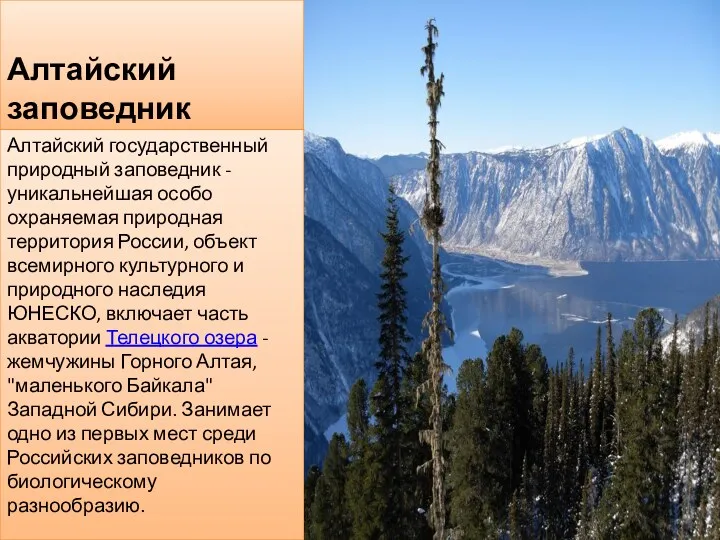 Алтайский заповедник Алтайский государственный природный заповедник - уникальнейшая особо охраняемая