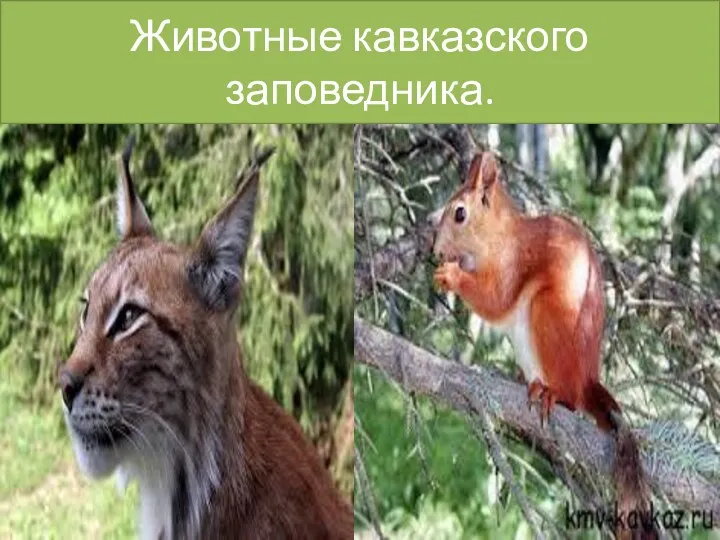 Животные кавказского заповедника.