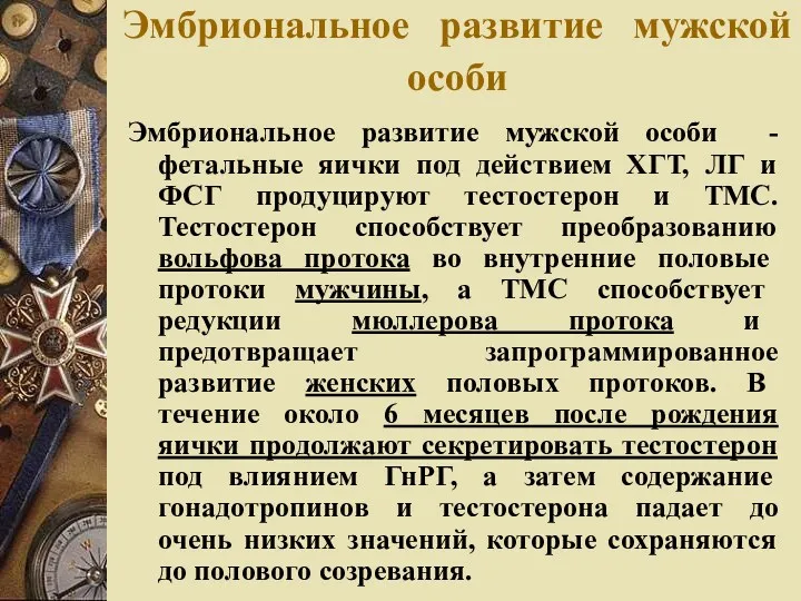 Эмбриональное развитие мужской особи Эмбриональное развитие мужской особи - фетальные