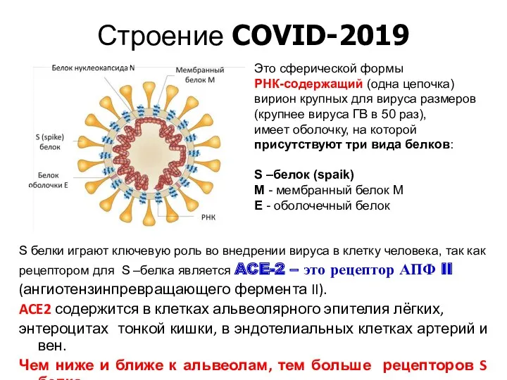 Строение СOVID-2019 S белки играют ключевую роль во внедрении вируса в клетку человека,