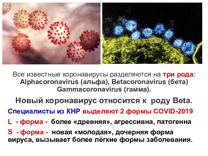 Все известные коронавирусы разделяются на три рода: Alphacoronavirus (альфа), Betacoronavirus (бета) Gammacoronavirus (гамма).