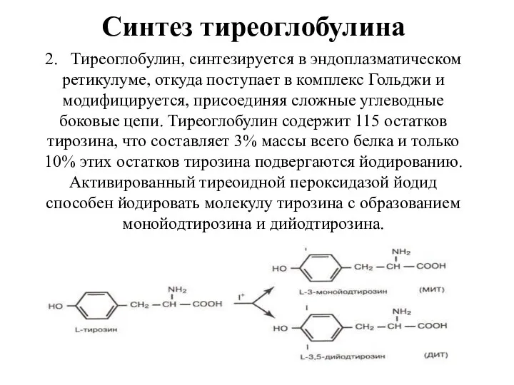 Синтез тиреоглобулина 2. Тиреоглобулин, синтезируется в эндоплазматическом ретикулуме, откуда поступает