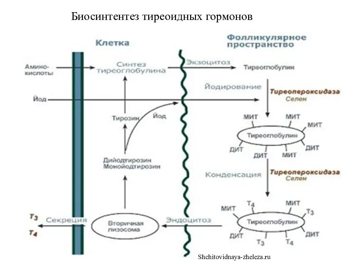 Биосинтентез тиреоидных гормонов Shchitovidnaya-zheleza.ru