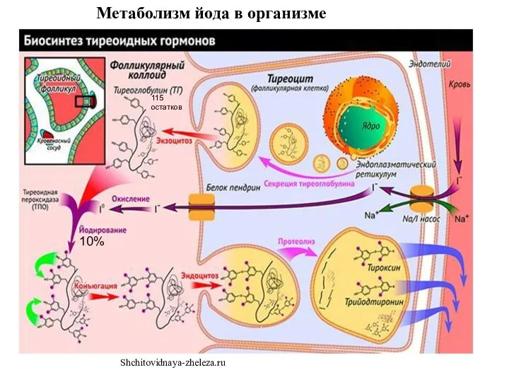 10% 115 остатков Метаболизм йода в организме Shchitovidnaya-zheleza.ru